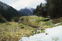 Kea (Nestor notabilis) parrot in typical alpine scrub habitat, Arthur's Pass National Park, South Island, New Zealand
