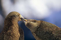 Kea (Nestor notabilis) couple billing during courtship, St Arnaud Range, South Island, New Zealand