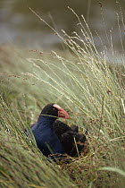 Pukeko (Porphyrio porphyrio melanotus) nesting in Marsh, Golden Bay, South Island, New Zealand