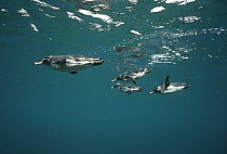 Galapagos Penguin (Spheniscus mendiculus) group diving in search of small fish in coastal shallows, Bartolome Island, Galapagos Islands, Ecuador