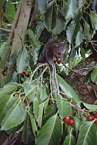 Bear Cuscus (Ailurops ursinus) an endemic marsupial feeding on False Banyon (Ficus altissima) rehabilitated orphan, Tangkoko-Dua Saudara Nature Reserve, Sulawesi, Indonesia
