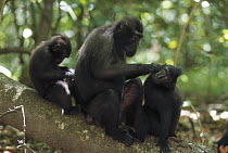 Celebes Black Macaque (Macaca nigra) grooming session which cements troop bond, Tangkoko-Dua Saudara Nature Reserve, Sulawesi, Indonesia