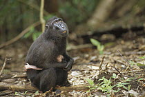Celebes Black Macaque (Macaca nigra) mother with infant, Tangkoko-Dua Saudara Nature Reserve, Sulawesi, Indonesia