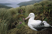 Southern Royal Albatross (Diomedea epomophora) adult nesting, Campbell Island, New Zealand