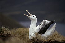 Southern Royal Albatross (Diomedea epomophora) courtship display, Campbell Island, New Zealand