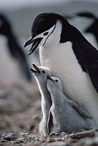 Chinstrap Penguin (Pygoscelis antarctica) chicks begging parent for food, Nelson Island, South Shetland Islands, Antarctica