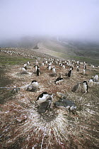 Chinstrap Penguin (Pygoscelis antarctica) colony of 75,000 pairs nesting along volcanic crater rim, Deception Island, South Shetland Islands, Antarctica