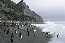 Chinstrap Penguin (Pygoscelis antarctica) group on beach near nesting colony, Deception Island, South Shetland Islands, Antarctica
