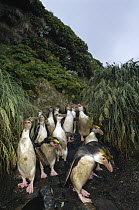 Royal Penguin (Eudyptes schlegeli) group commuting up stream bed to tussock grass nesting colony, Macquarie Island, Australia