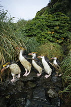 Royal Penguin (Eudyptes schlegeli) group commuting up stream bed to tussock grass nesting colony, Macquarie Island, Australia