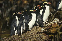Snares Crested Penguin (Eudyptes robustus) group standing in Ribbon Kelp (Durvillaea antarctica), Snares Island, New Zealand