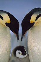 Emperor Penguin (Aptenodytes forsteri) parents greeting chick, Atka Bay, Princess Martha Coast, Weddell Sea, Antarctica