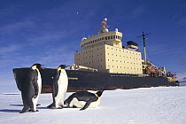 Emperor Penguin (Aptenodytes forsteri) trio observing Russian icebreaker parked in fast ice, Princess Martha Coast, Weddell Sea, Antarctica