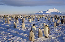 Emperor Penguin (Aptenodytes forsteri) colony in austral spring, Atka Bay, Princess Martha Coast, Weddell Sea, Antarctica