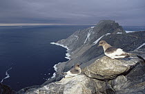 Antarctic Petrel (Thalassoica antarctica) overlooking cliff-side nesting colony with 157,000 pairs, Scullin Monolith, Mawson Coast, east Antarctica
