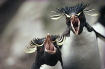 Rockhopper Penguin (Eudyptes chrysocome) ecstatic greeting display between pair at nest, Kidney Island, Falkland Islands
