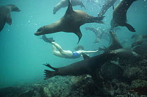 Galapagos Sea Lion (Zalophus wollebaeki) pups playing with snorkeler, Plazas Island, Galapagos Islands, Ecuador