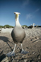 Waved Albatross (Phoebastria irrorata) non-breeder on beach, Punta Cevallos, Hood Island, Galapagos Islands, Ecuador