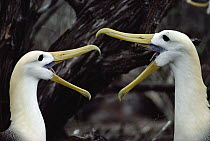 Waved Albatross (Phoebastria irrorata) couple in courtship display, Punta Suarez, Hood Island, Galapagos Islands, Ecuador