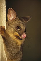 Common Brush-tailed Possum (Trichosurus vulpecula) introduced for fur is now top pest which damages forests and kills birds, Golden Bay, New Zealand