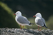 Silver Gull (Larus novaehollandiae) pair, Kaikoura Coast, South Island, New Zealand