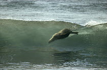 Galapagos Sea Lion (Zalophus wollebaeki) body surfing breaking waves, Seymour Island, Galapagos Islands, Ecuador