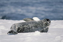 Weddell Seal (Leptonychotes weddellii) pup, Half Moon Island, South Shetland Islands, Antarctica