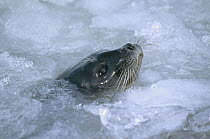 Ringed Seal (Phoca hispida) surfacing in brash ice, Svalbard, Norwegian Arctic