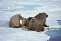 Atlantic Walrus (Odobenus rosmarus rosmarus) bachelor bulls on ice floe, North Coast Spitsbergen, Svalbard, Norwegian Arctic