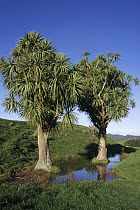 Cabbage Tree (Cordyline australis) pair, Puponga Farm Park, West Coast, South Island, New Zealand