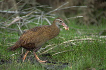 Weka (Gallirallus australis) an endemic flightless rail parent carrying small bird to feed its chicks, Golden Bay, South Island, New Zealand