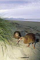 Weka (Gallirallus australis) family foraging along beach at dusk, Golden Bay, South Island, New Zealand