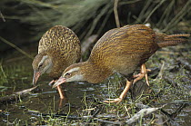Weka (Gallirallus australis) endemic flightless rail pair foraging in coastal marsh, Golden Bay, South Island, New Zealand