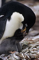Adelie Penguin (Pygoscelis adeliae) parent feeding chicks, Shingle Cove, Coronation Island, South Orkney Islands, Antarctica