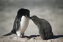 Adelie Penguin (Pygoscelis adeliae) chick begging food from parent, Foyn Island, Possession Islands, Ross Sea, Antarctica
