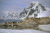 Adelie Penguin (Pygoscelis adeliae) nesting colony on granite outcrop, Petermann Island, Antarctica