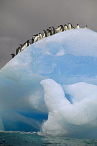 Adelie Penguin (Pygoscelis adeliae) group on iceberg, Laurie Island, South Orkney Islands, Antarctica