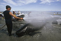 Long-finned Pilot Whale (Globicephala melas) kept cool with water from volunteers until high tide, Golden Bay, New Zealand