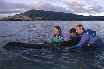 Long-finned Pilot Whale (Globicephala melas) rescued from stranding, Golden Bay, South Island, New Zealand