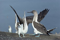 Blue-footed Booby (Sula nebouxii) sky pointing during courtship dance, Punta Vicente Roca, Isabella Island, Galapagos Islands, Ecuador