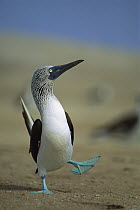 Blue-footed Booby (Sula nebouxii) courtship dance, Lobos De Tierra Island, Peru