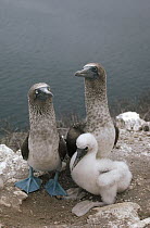 Blue-footed Booby (Sula nebouxii) parents with chick, Daphne Island, Galapagos Islands, Ecuador