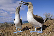 Blue-footed Booby (Sula nebouxii) couple courting in the dry season, Eden Island, Galapagos Islands, Ecuador