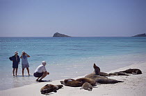 Galapagos Sea Lion (Zalophus wollebaeki) group photographed by tourists, Gardner Bay, Hood Island, Galapagos Islands, Ecuador