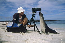 Galapagos Sea Lion (Zalophus wollebaeki) checking out tourist, Mosquera Island, Galapagos Islands, Ecuador
