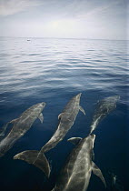 Bottlenose Dolphin (Tursiops truncatus) group surfacing, Isabella Island, Galapagos Islands, Ecuador