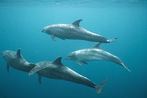 Bottlenose Dolphin (Tursiops truncatus) group underwater, Roca Redonda, Galapagos Islands, Ecuador
