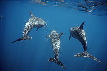 Bottlenose Dolphin (Tursiops truncatus) trio underwater, Roca Redonda, Galapagos Islands, Ecuador