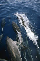 Bottlenose Dolphin (Tursiops truncatus) group surfacing, Santiago Island, Galapagos Islands, Ecuador