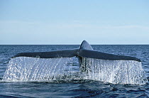 Blue Whale (Balaenoptera musculus) tail, Sea of Cortez, Baja California, Mexico